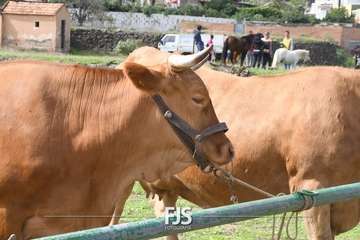 El Valle de los Nueve Alto celebra el día grande de sus fiestas patronales/Francisco Javier Santana.